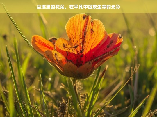 尘埃中的花朵，平凡中绽放的生命光彩