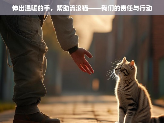 伸出温暖之手，帮助流浪猫的责任与行动