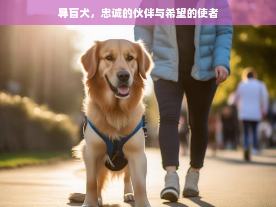 导盲犬，忠诚的伙伴与希望的使者，导盲犬，忠诚伙伴与希望使者