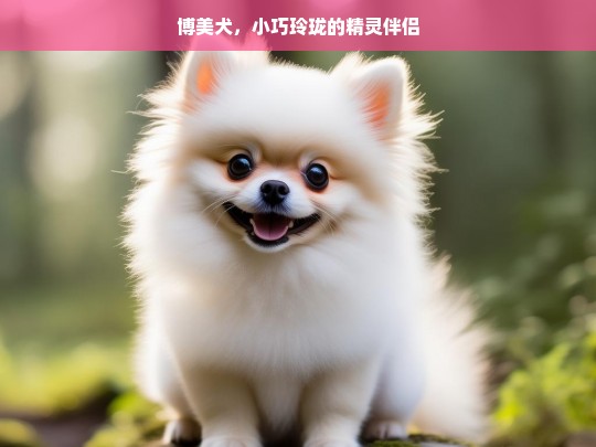 博美犬，小巧玲珑的精灵伴侣