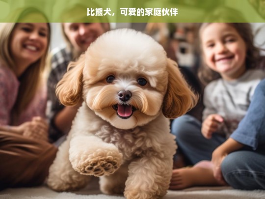 比熊犬，可爱的家庭伙伴，比熊犬，可爱的家庭伙伴