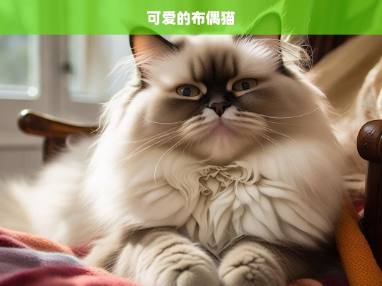 可爱的布偶猫，可爱布偶猫