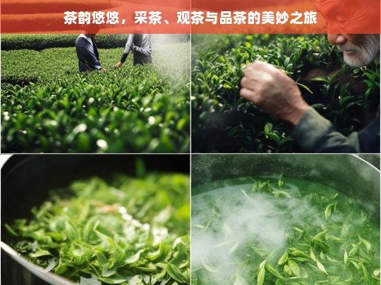 茶韵悠悠，采茶、观茶与品茶的美妙之旅，茶之韵，采茶、观茶与品茶的美妙旅程