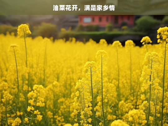 油菜花开，满是家乡情，油菜花开与家乡情